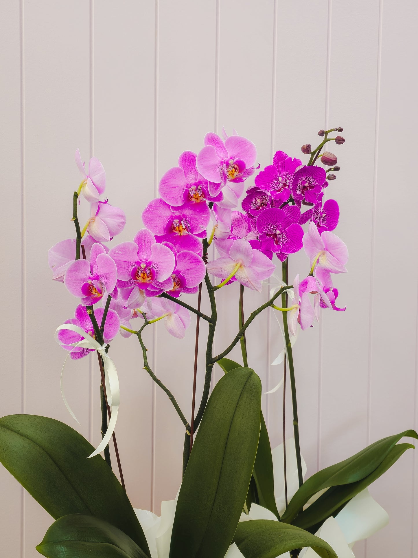 Mother's Day Phalaenopsis Orchid