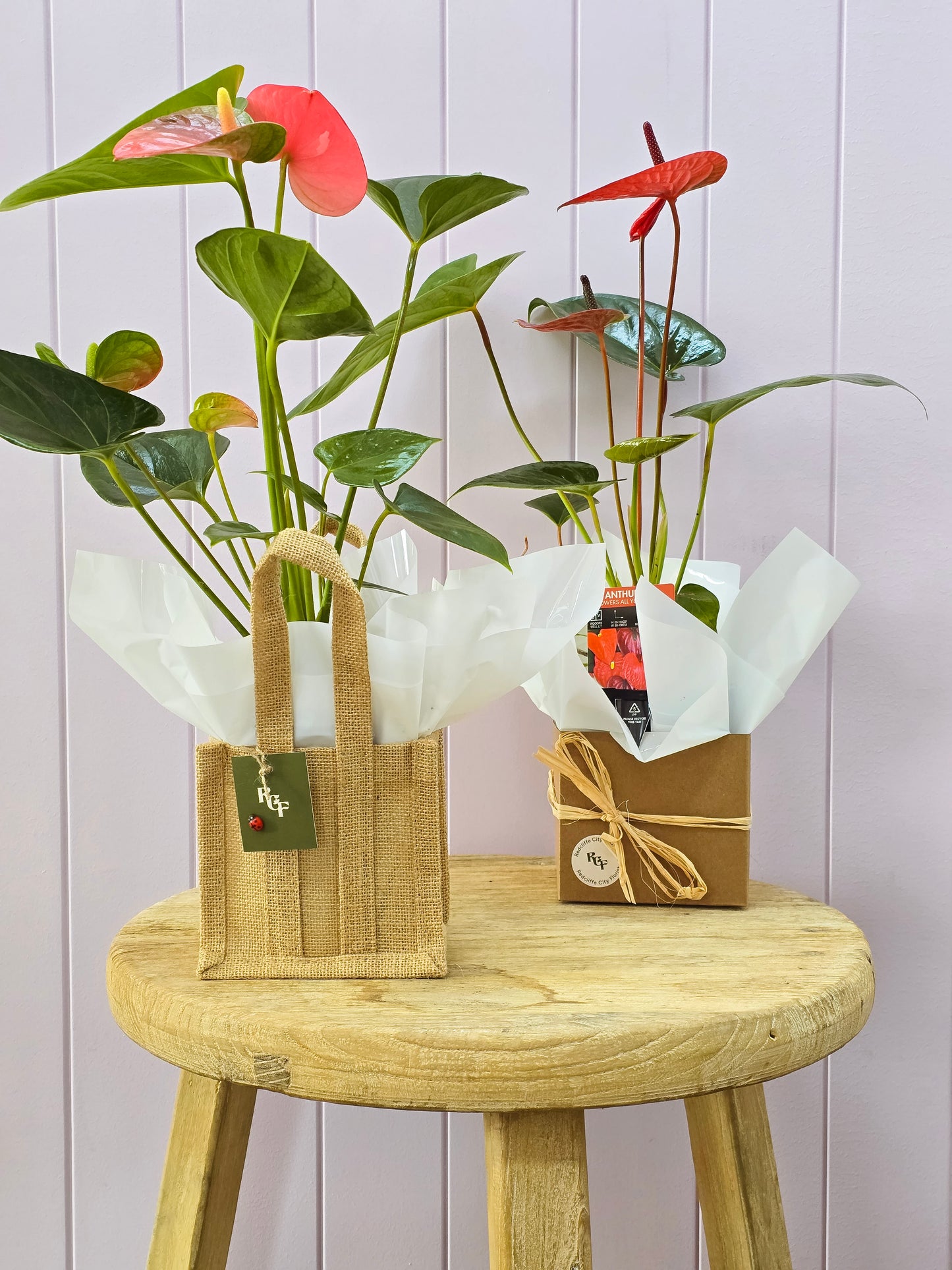 Mother's Day Anthurium Plant