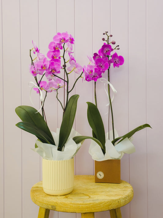 Mother's Day Phalaenopsis Orchid