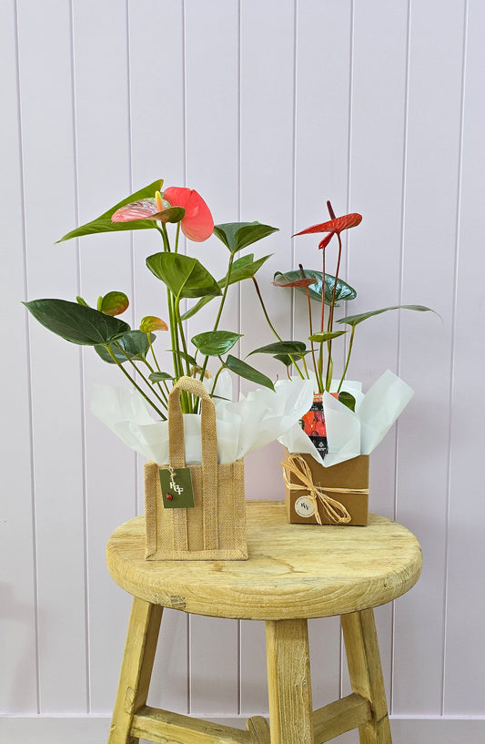Mother's Day Anthurium Plant