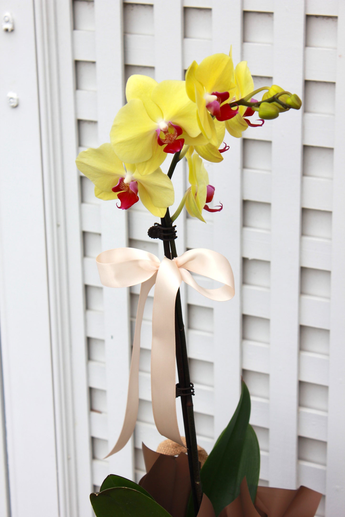 Phalaenopsis Orchid