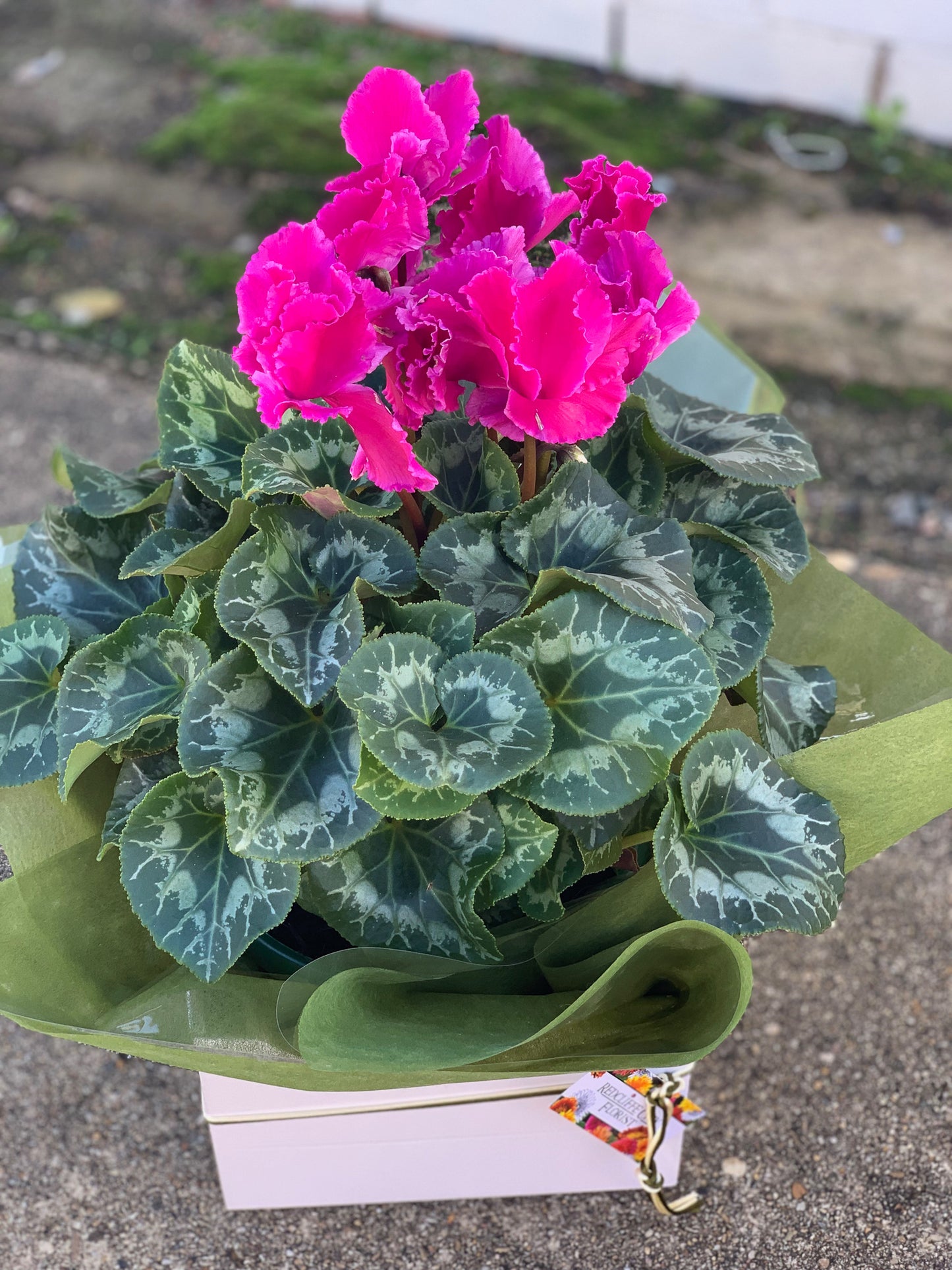 Blushing Cyclamen