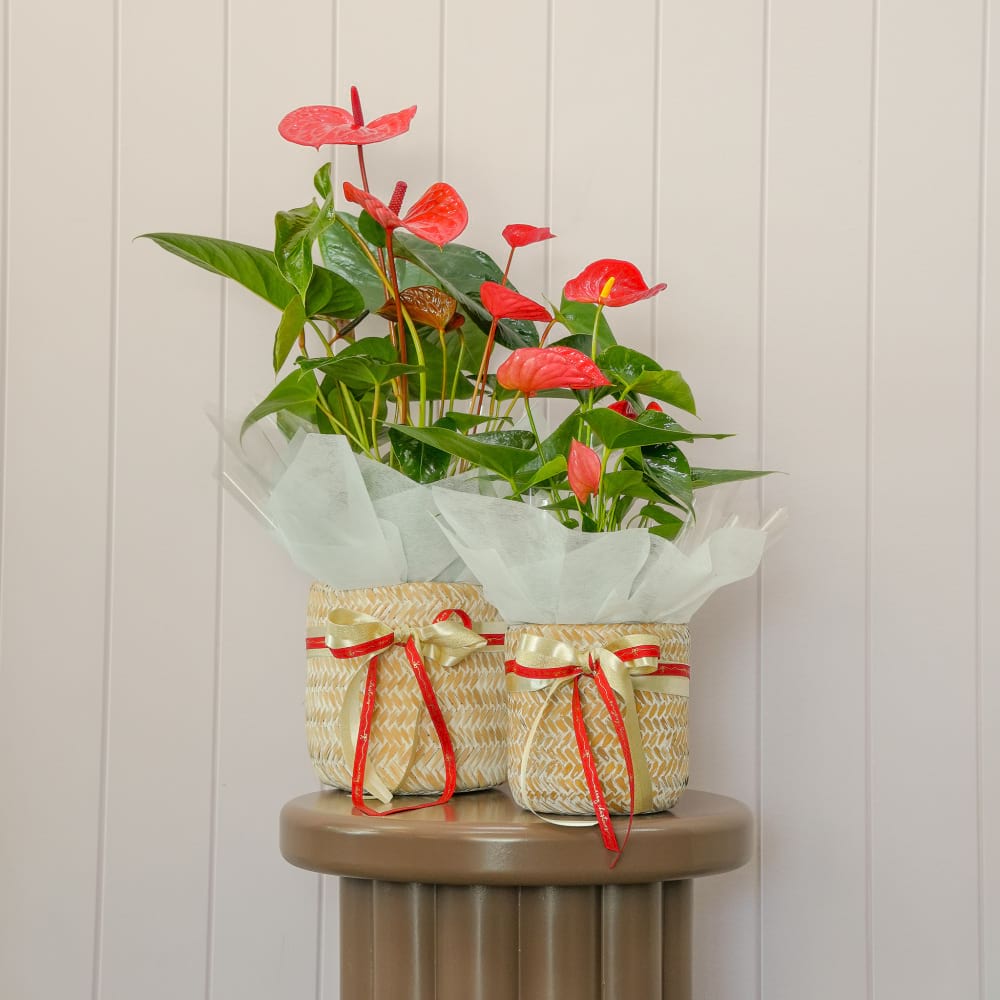 Holiday Heart Anthurium