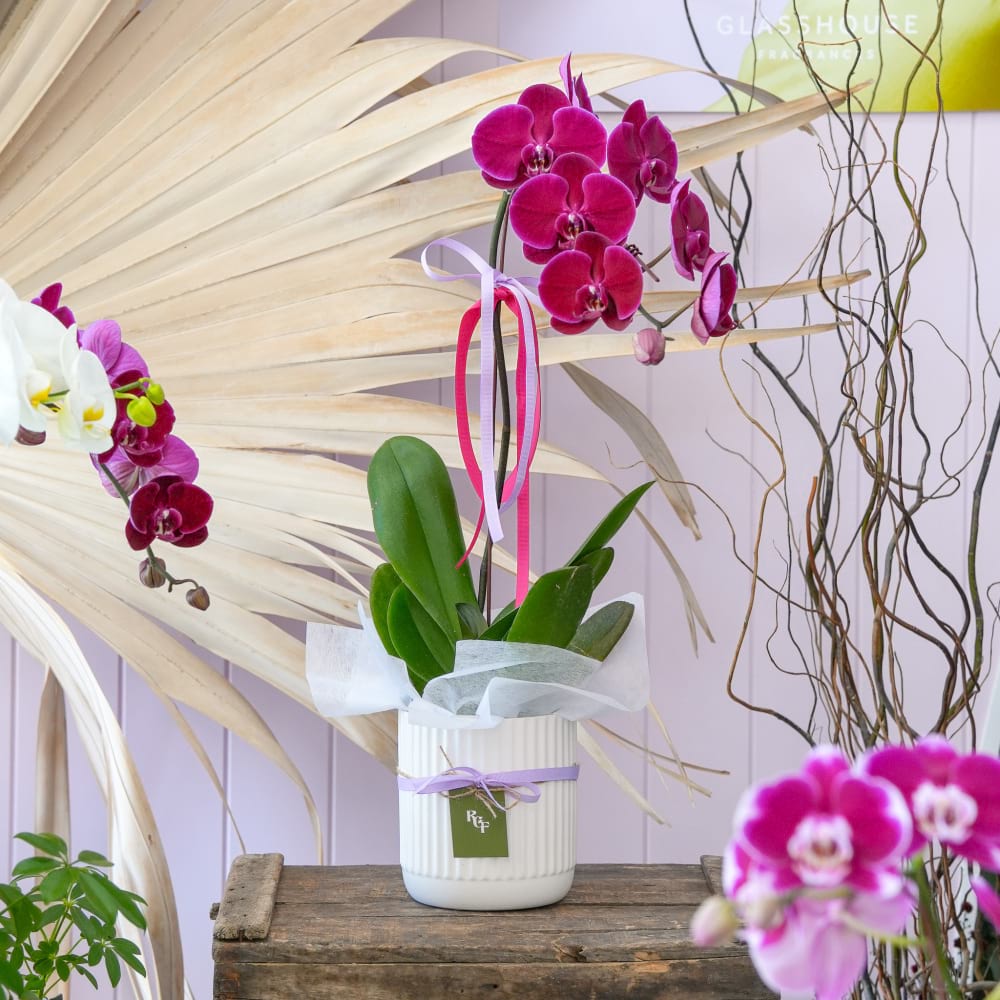 Phalaenopsis Orchid Plant