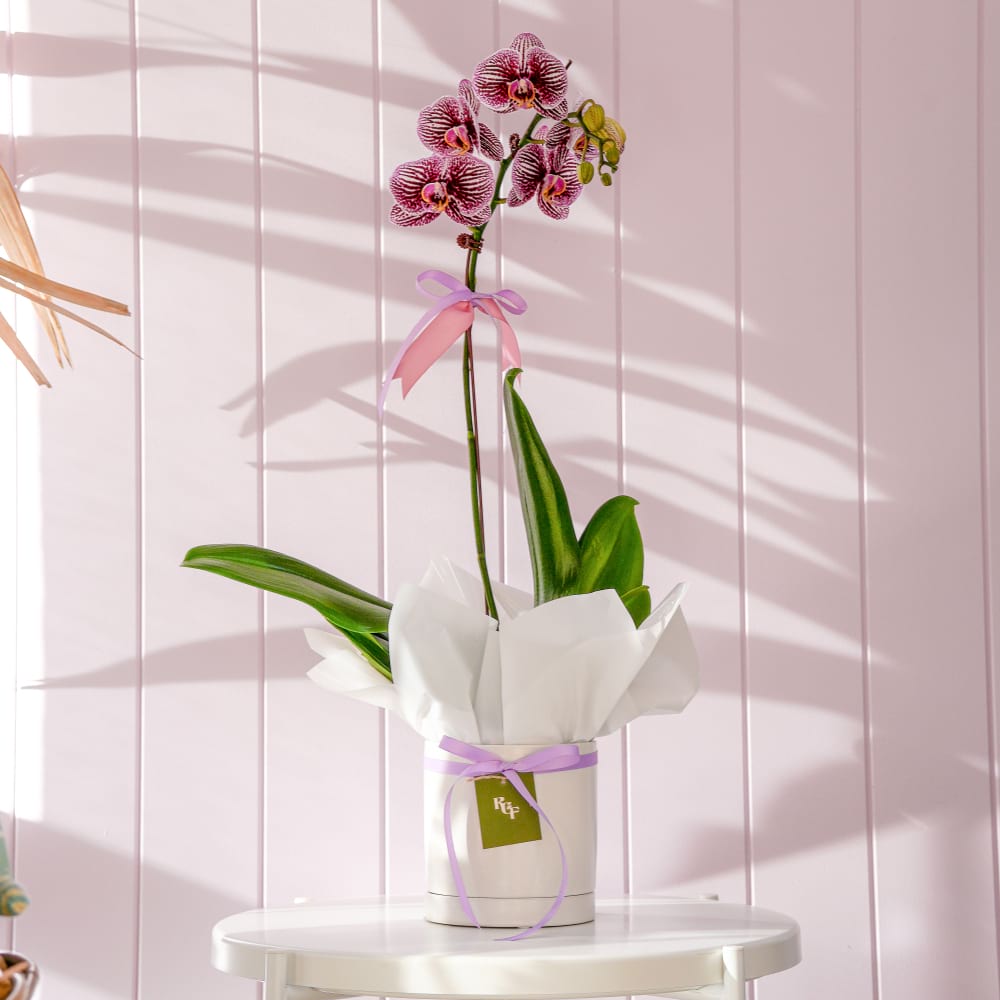 Phalaenopsis Orchid