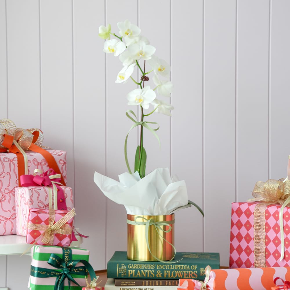 Festive Phalaenopsis